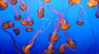 Trailer Hubert und Staller